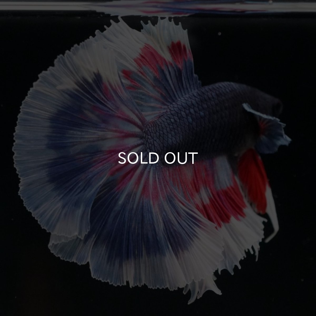 画像12: HM ブルーファンシー (12)