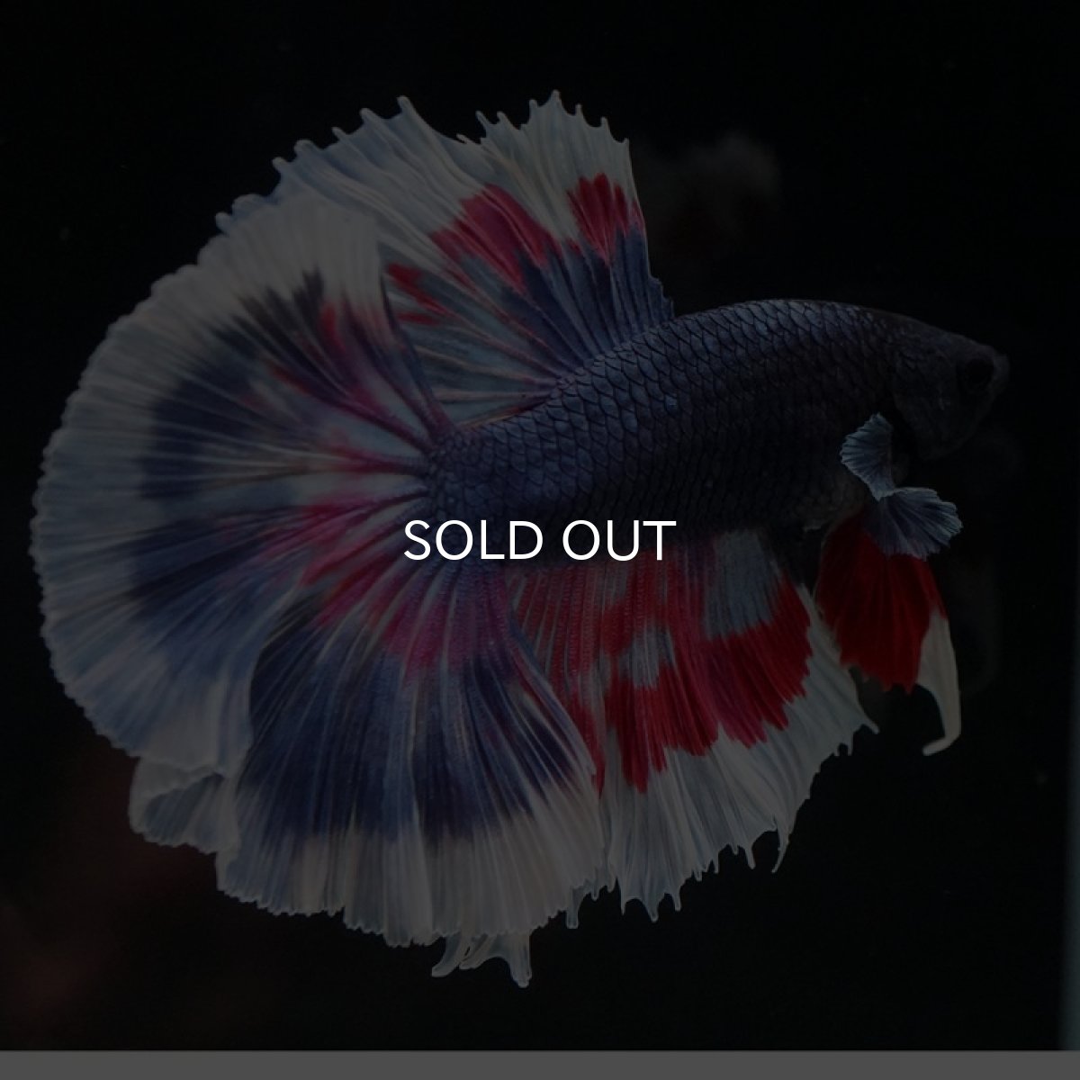 画像11: HM ブルーファンシー (11)