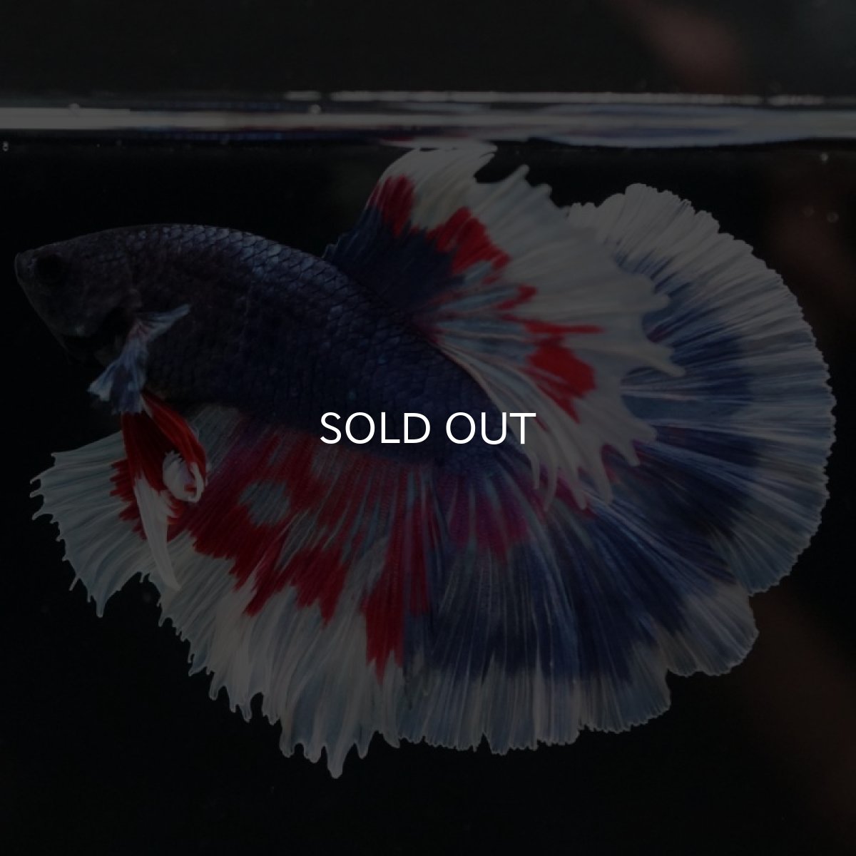 画像10: HM ブルーファンシー (10)