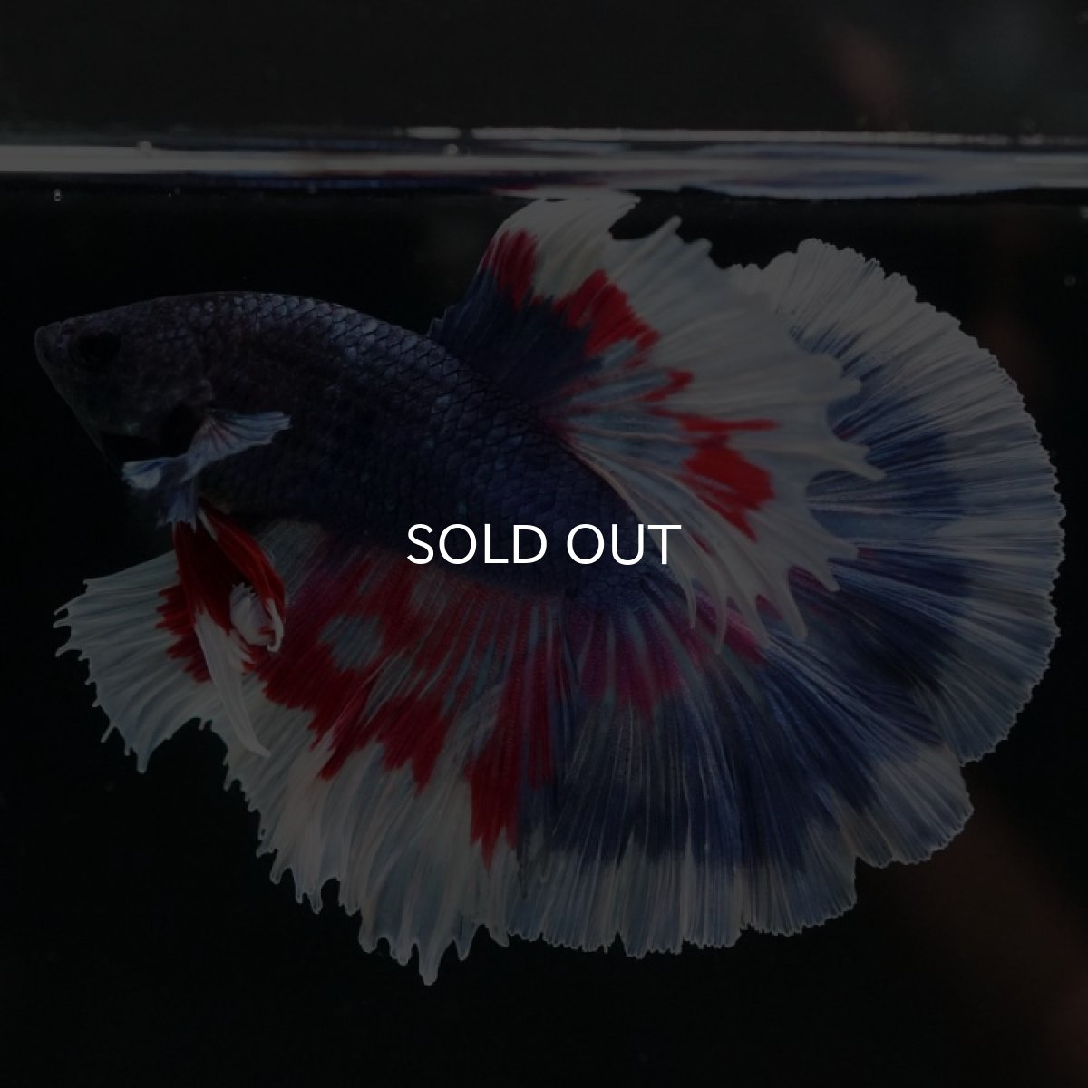 画像2: HM ブルーファンシー (2)