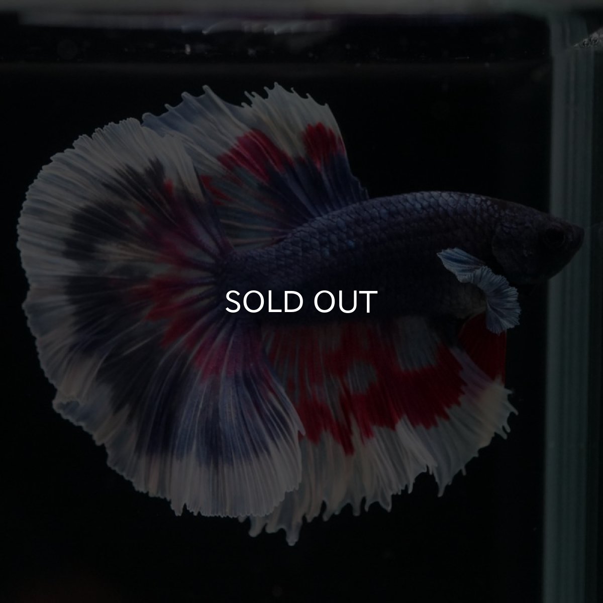 画像9: HM ブルーファンシー (9)