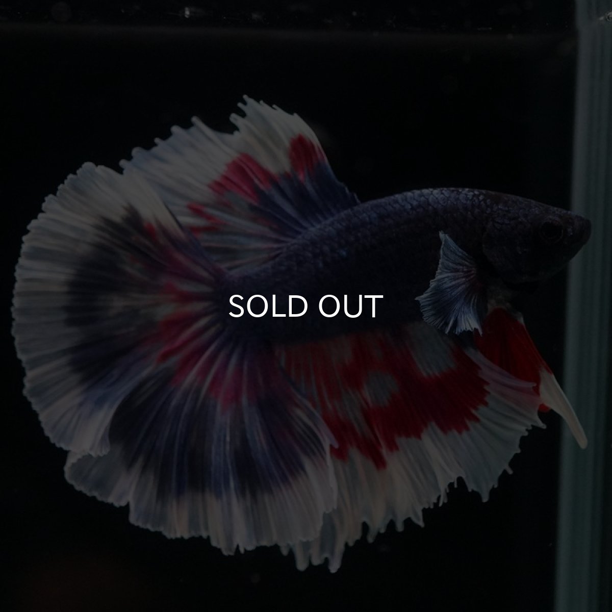 画像8: HM ブルーファンシー (8)