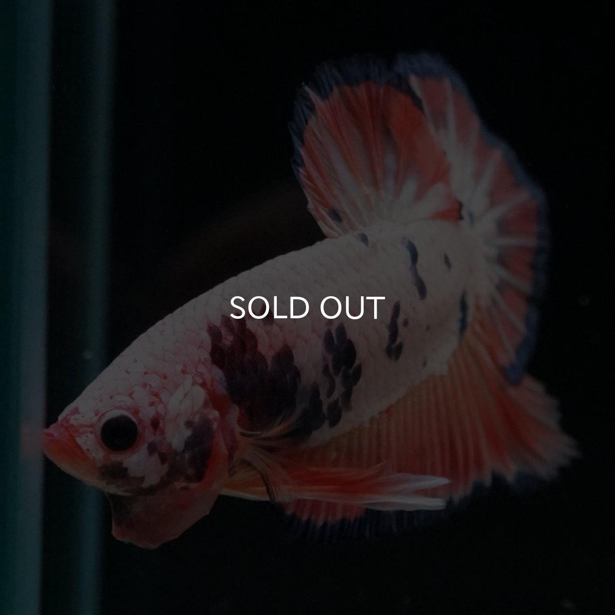 画像11: HMPK　ピンクファンシー (11)