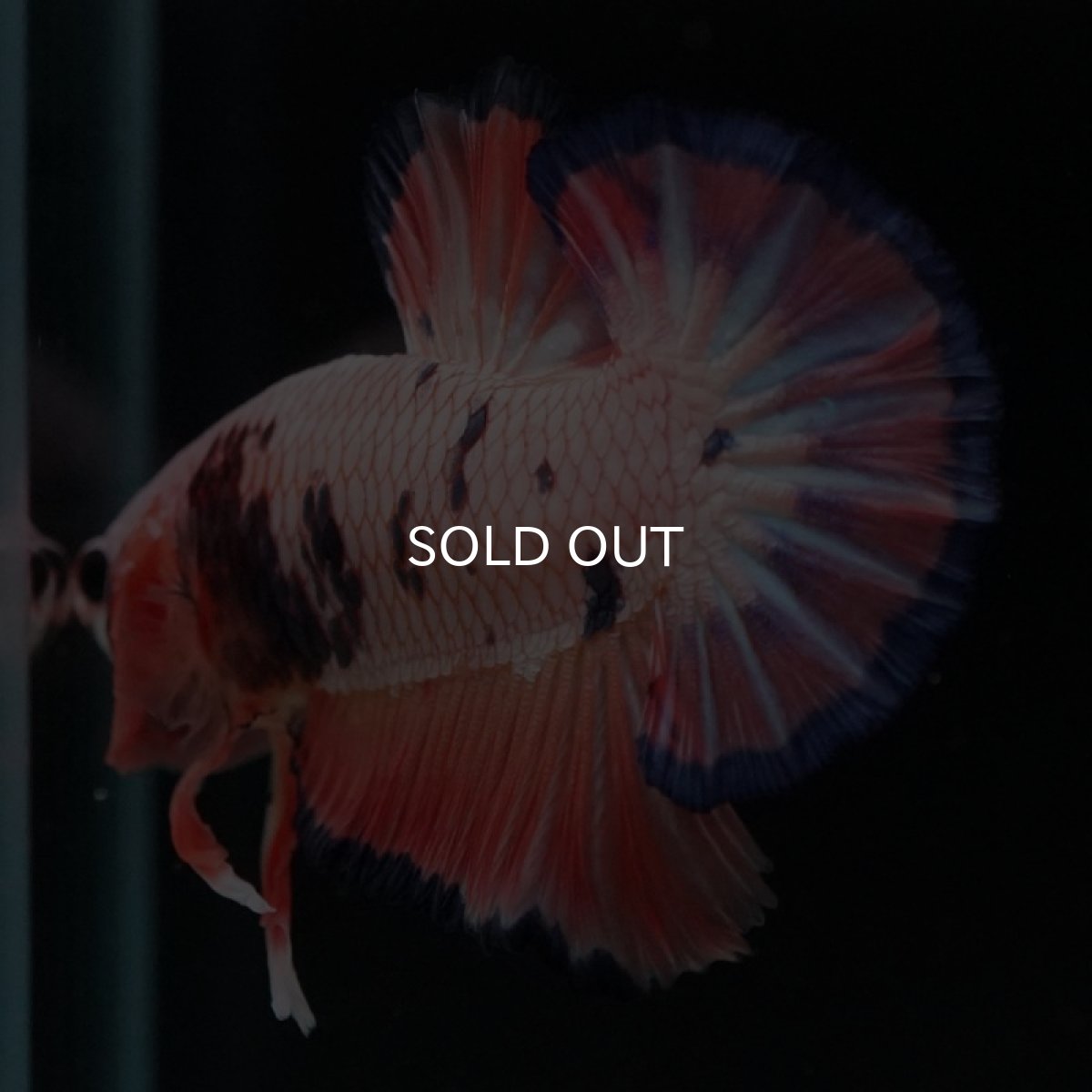 画像9: HMPK　ピンクファンシー (9)