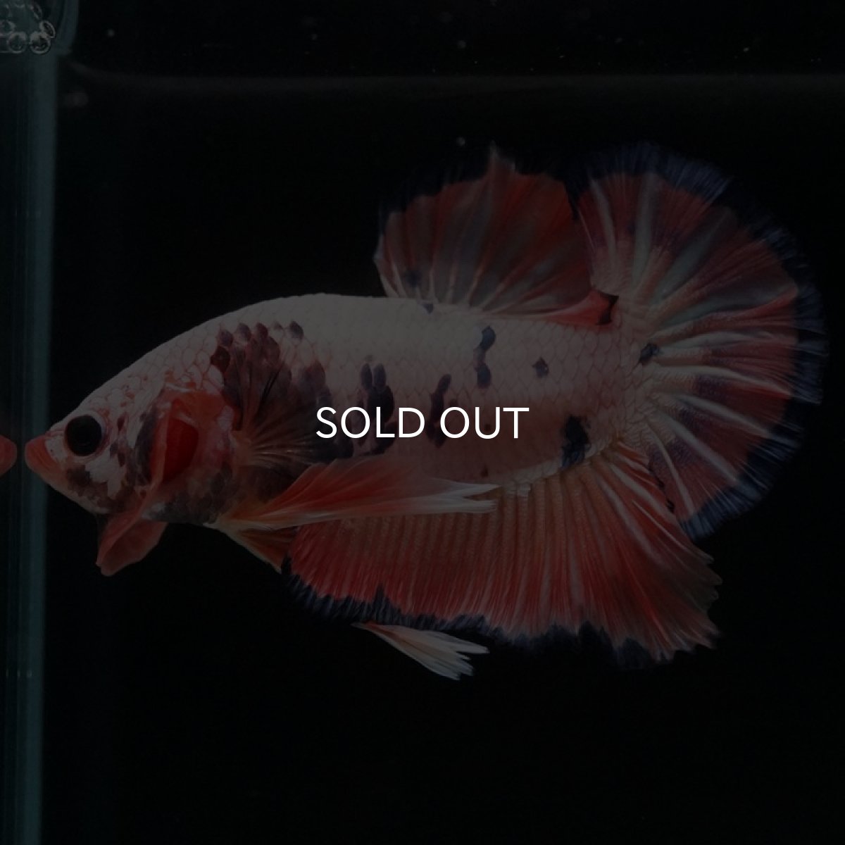 画像7: HMPK　ピンクファンシー (7)