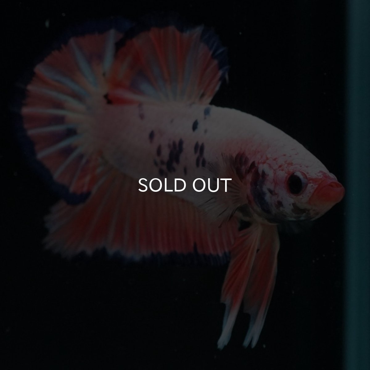 画像5: HMPK　ピンクファンシー (5)