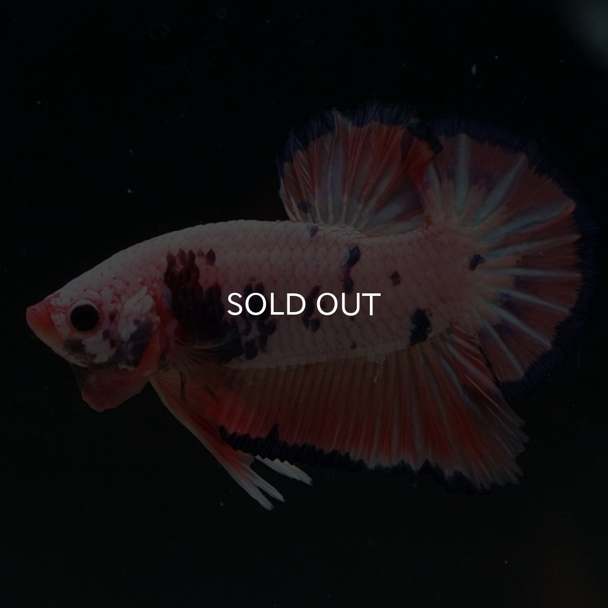 画像4: HMPK　ピンクファンシー (4)