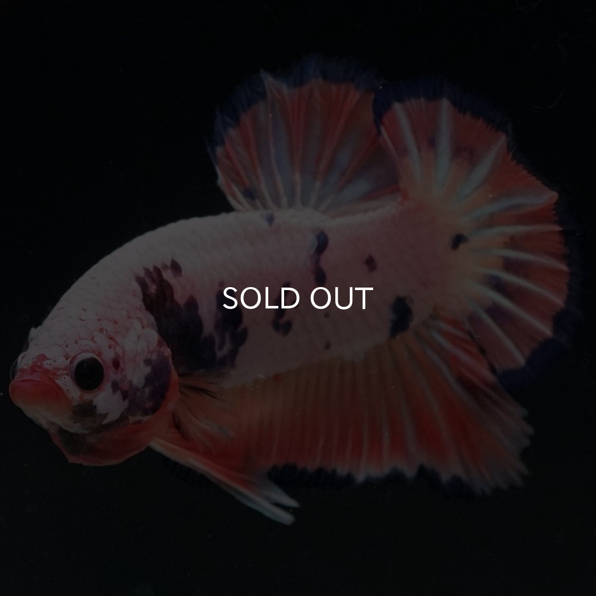 画像3: HMPK　ピンクファンシー (3)