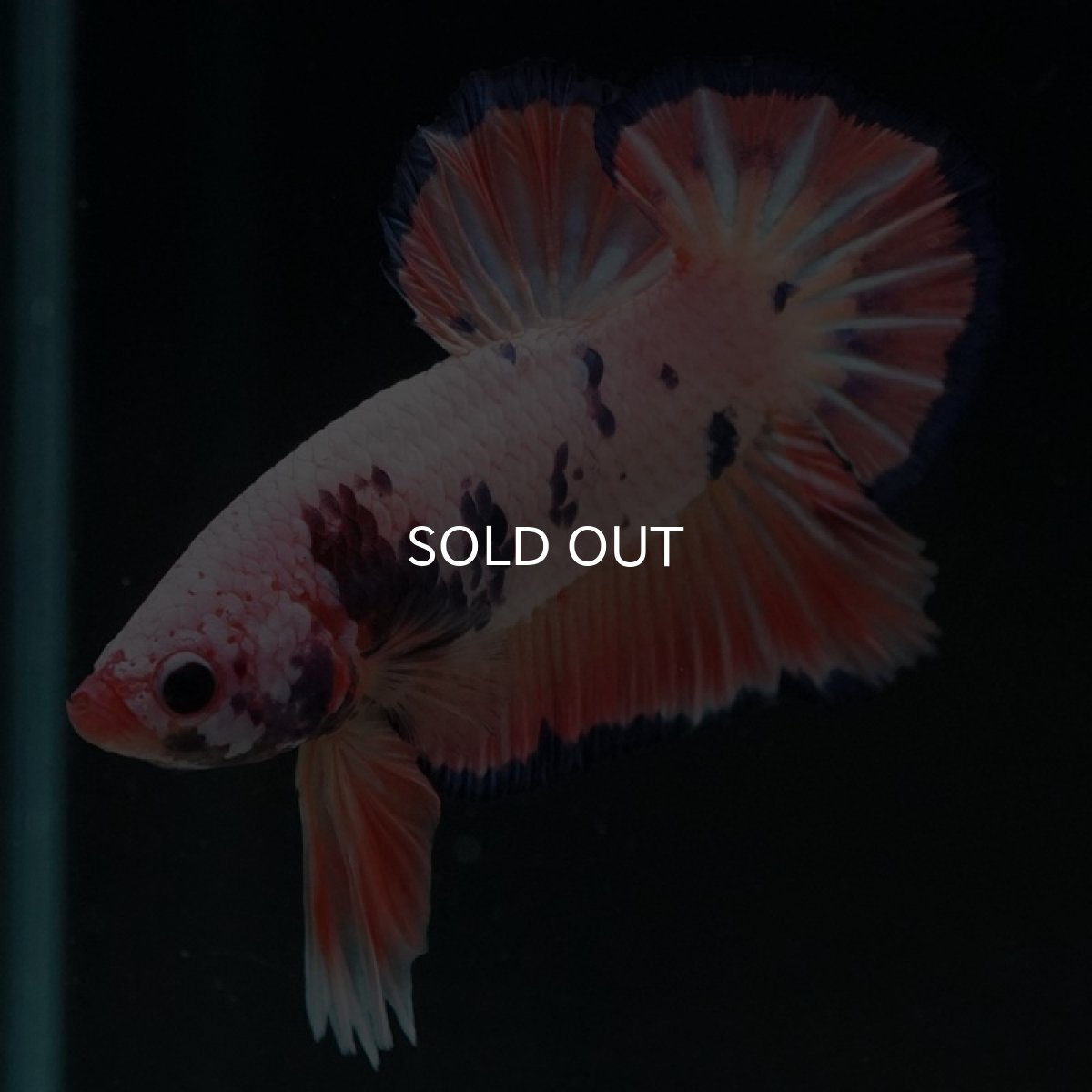 画像2: HMPK　ピンクファンシー (2)