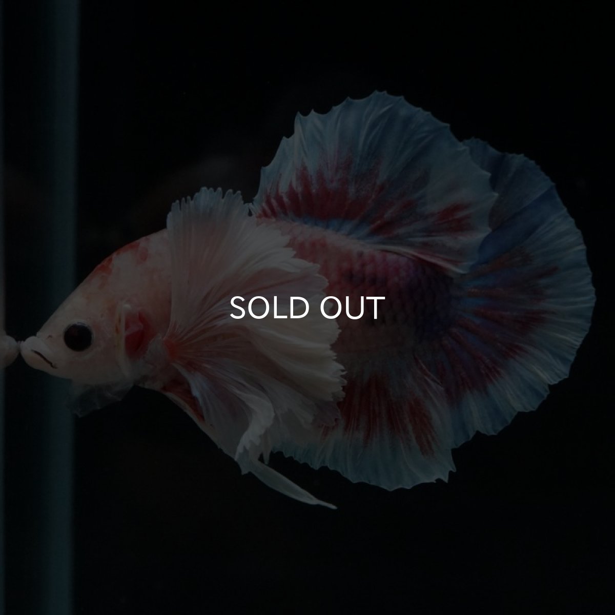 画像14: HMPK　ファンシー　ダンボ (14)