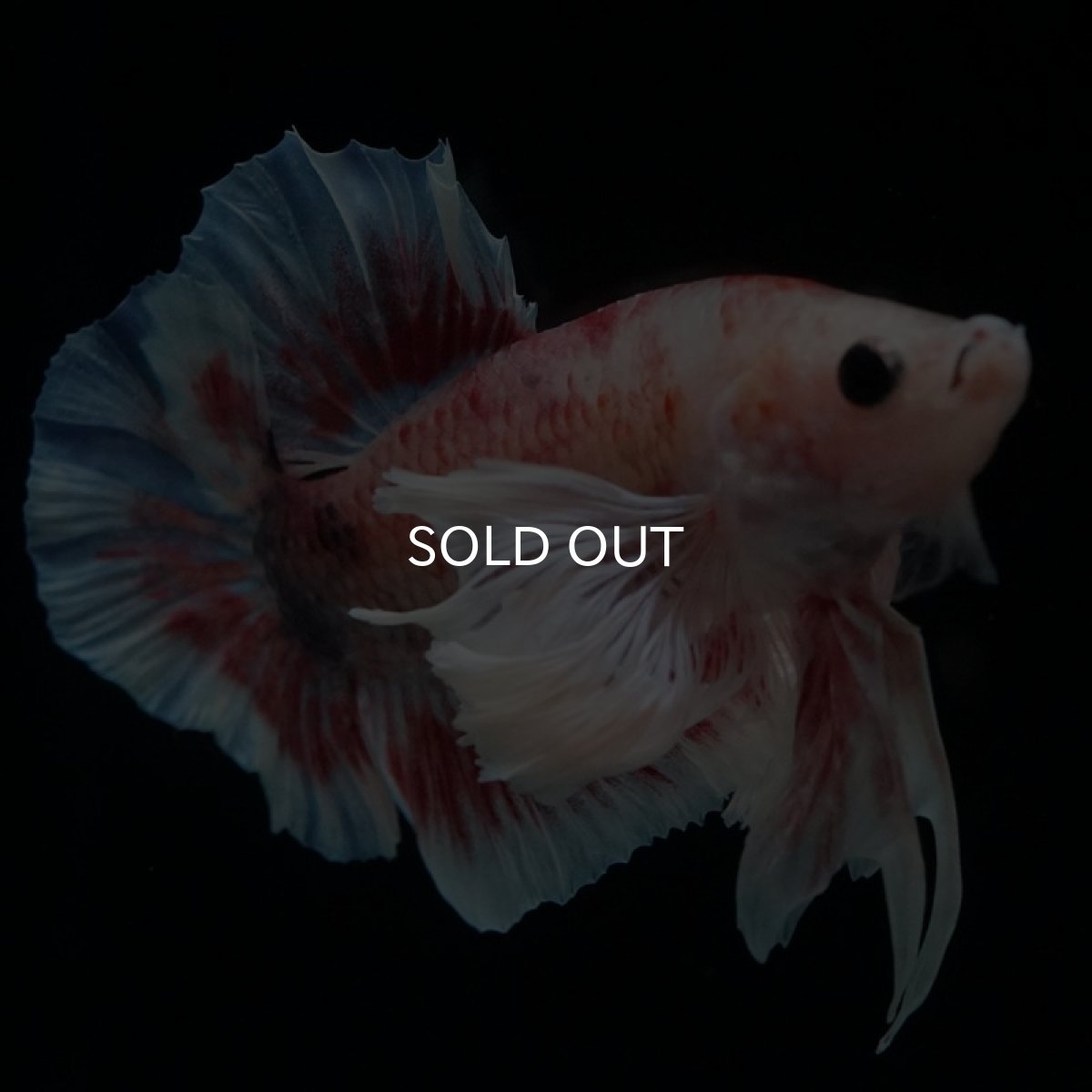 画像2: HMPK　ファンシー　ダンボ (2)