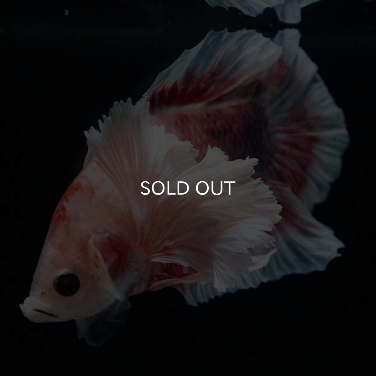 画像12: HMPK　ファンシー　ダンボ (12)