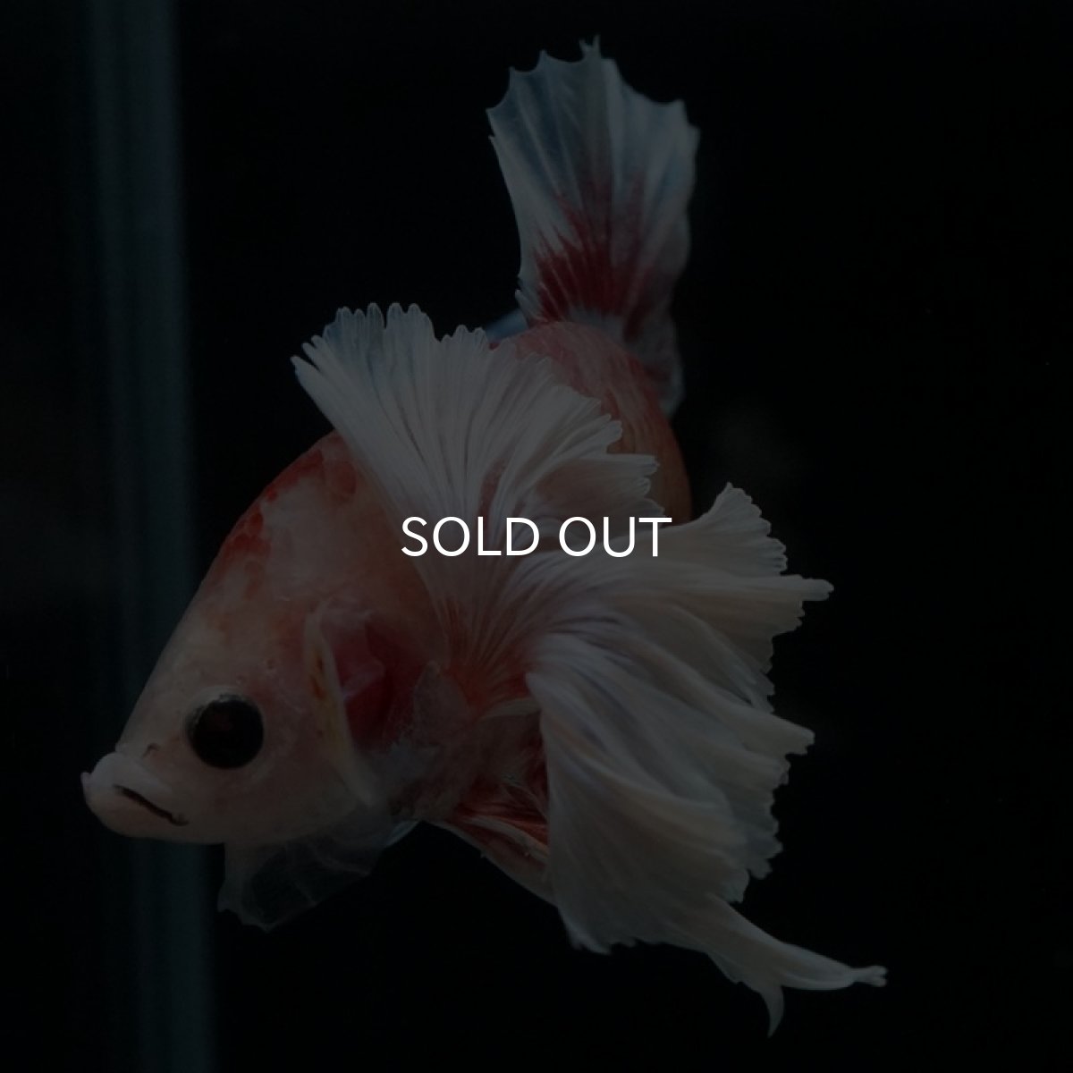 画像11: HMPK　ファンシー　ダンボ (11)