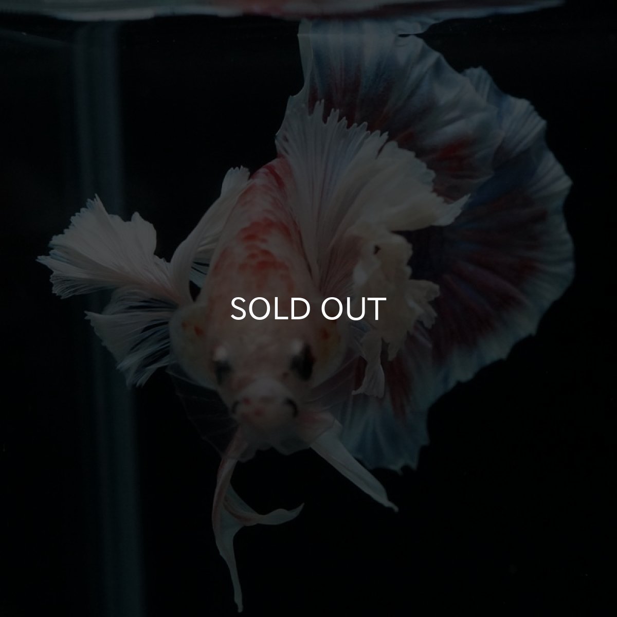 画像10: HMPK　ファンシー　ダンボ (10)