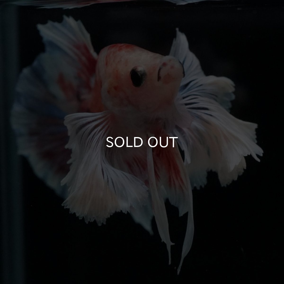 画像9: HMPK　ファンシー　ダンボ (9)