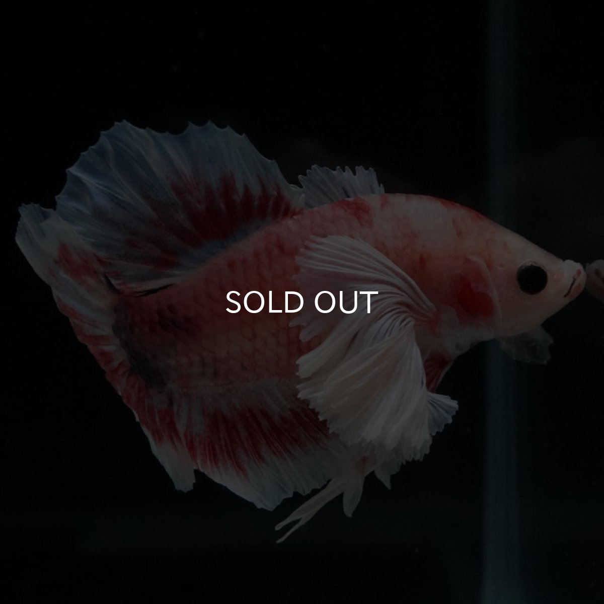 画像6: HMPK　ファンシー　ダンボ (6)