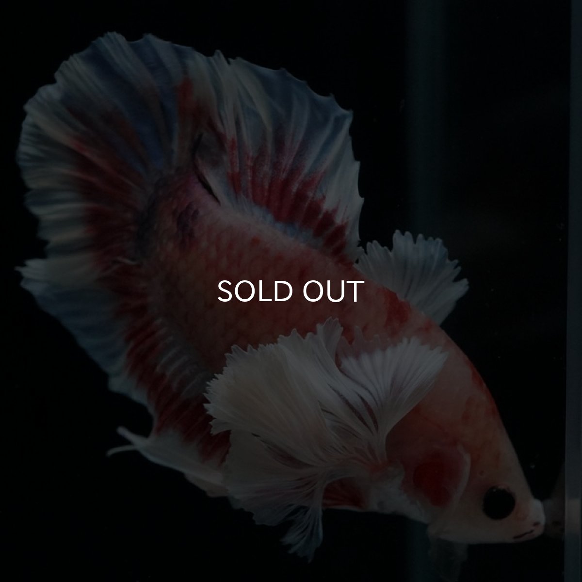 画像5: HMPK　ファンシー　ダンボ (5)