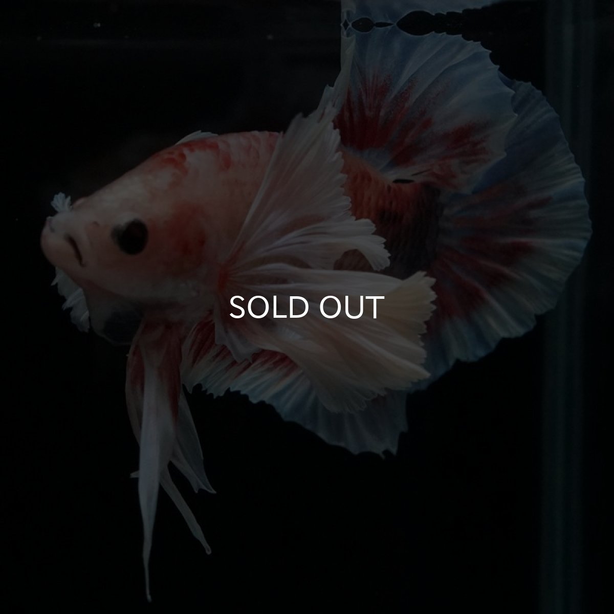 画像4: HMPK　ファンシー　ダンボ (4)