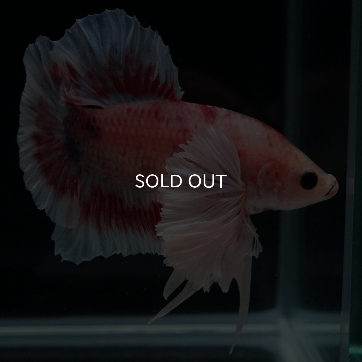 画像3: HMPK　ファンシー　ダンボ (3)