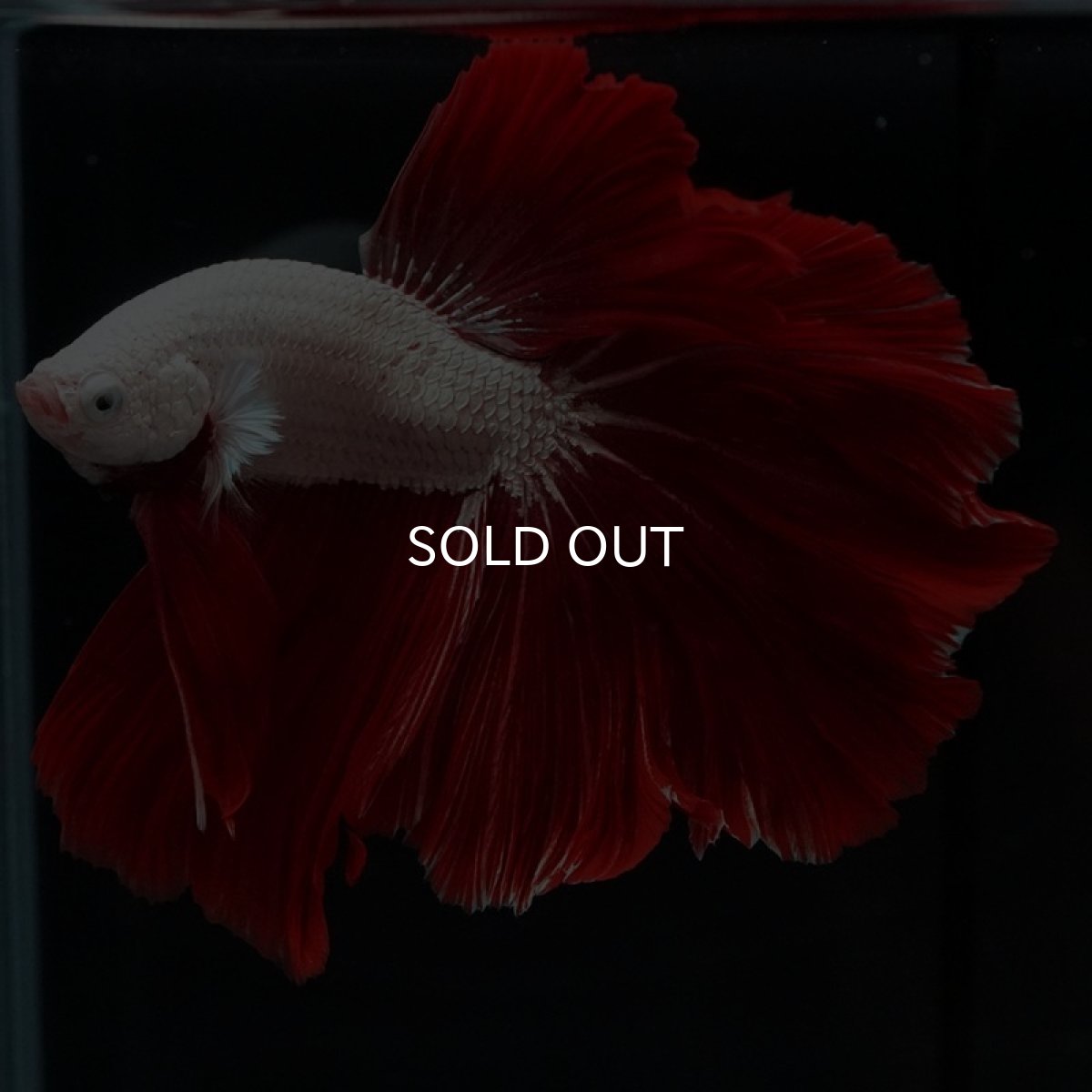 画像10: HM　プラチナレッドドラゴン　ローズテール (10)