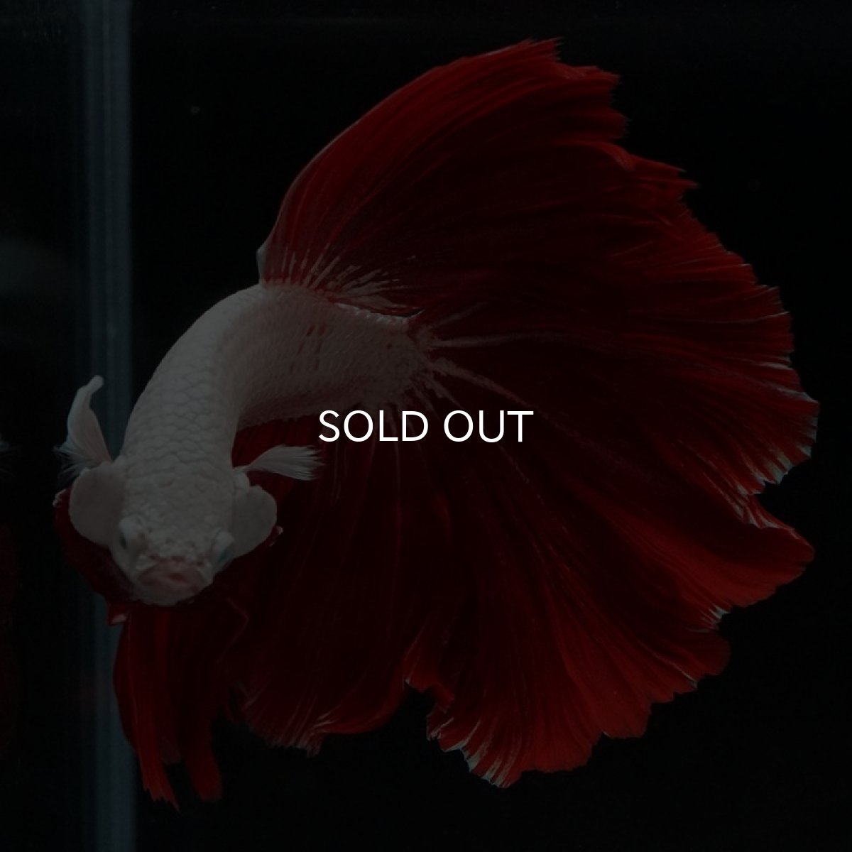 画像9: HM　プラチナレッドドラゴン　ローズテール (9)