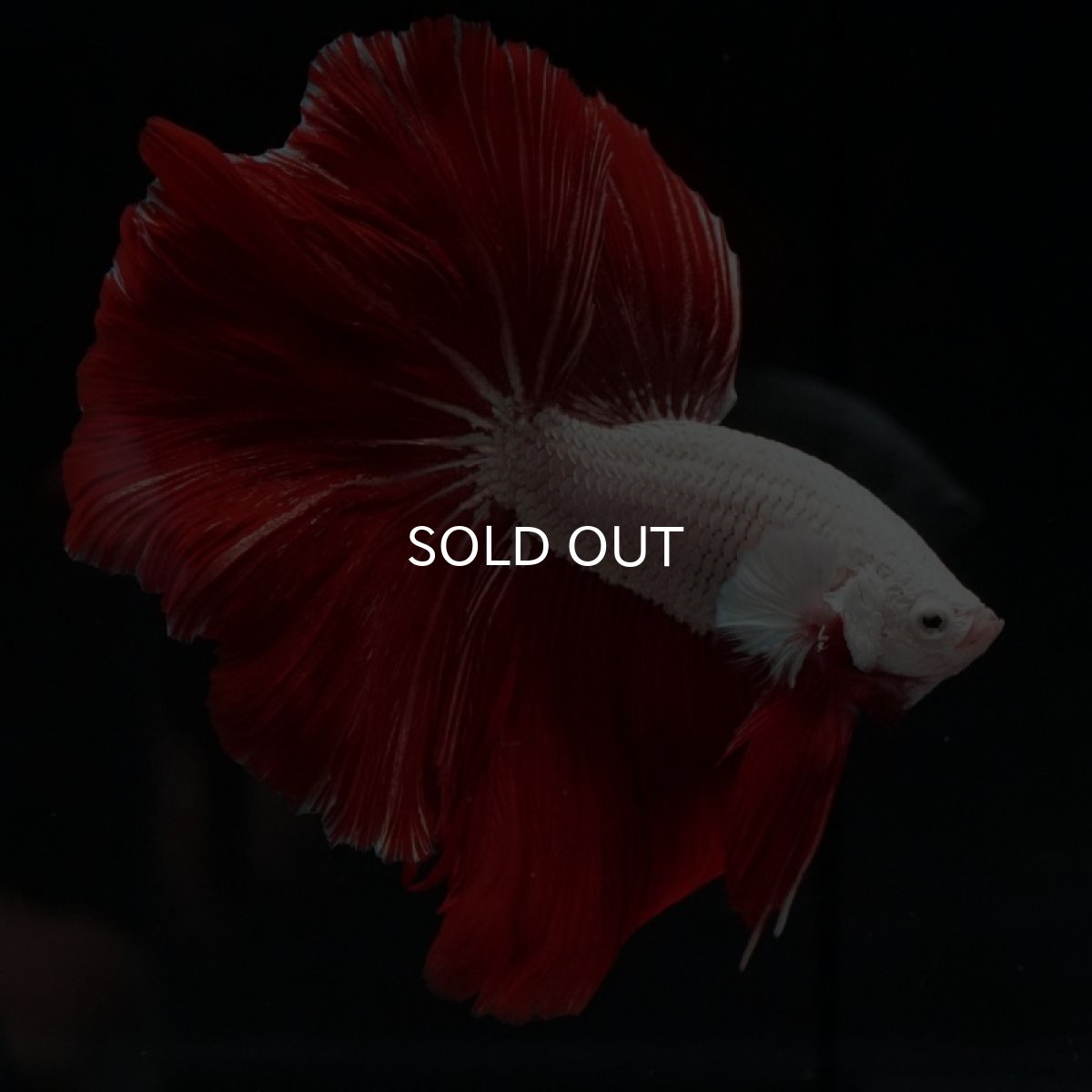 画像8: HM　プラチナレッドドラゴン　ローズテール (8)