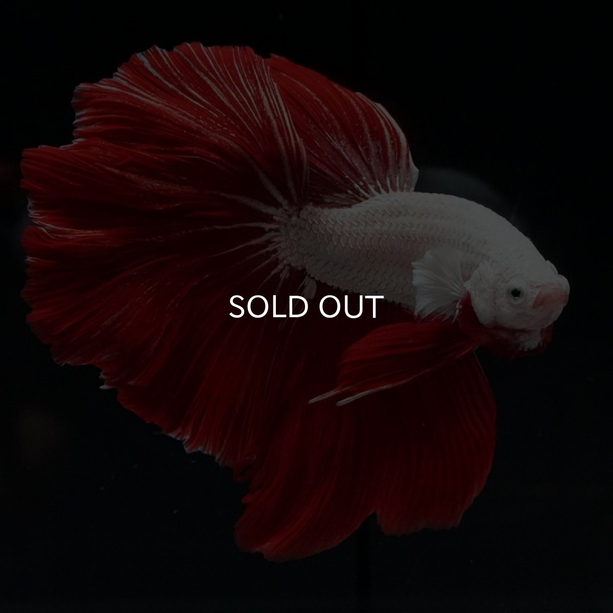 画像2: HM　プラチナレッドドラゴン　ローズテール (2)