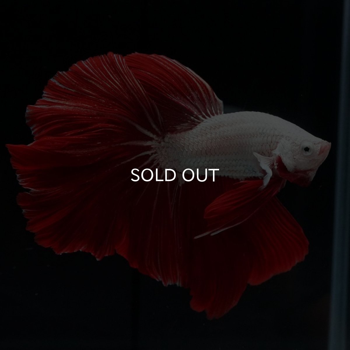 画像7: HM　プラチナレッドドラゴン　ローズテール (7)