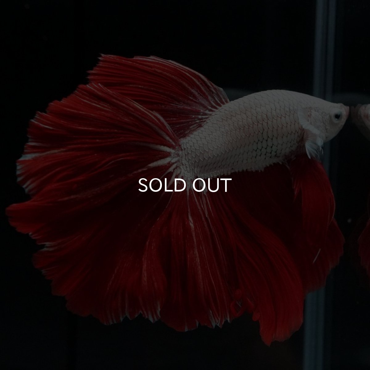 画像6: HM　プラチナレッドドラゴン　ローズテール (6)