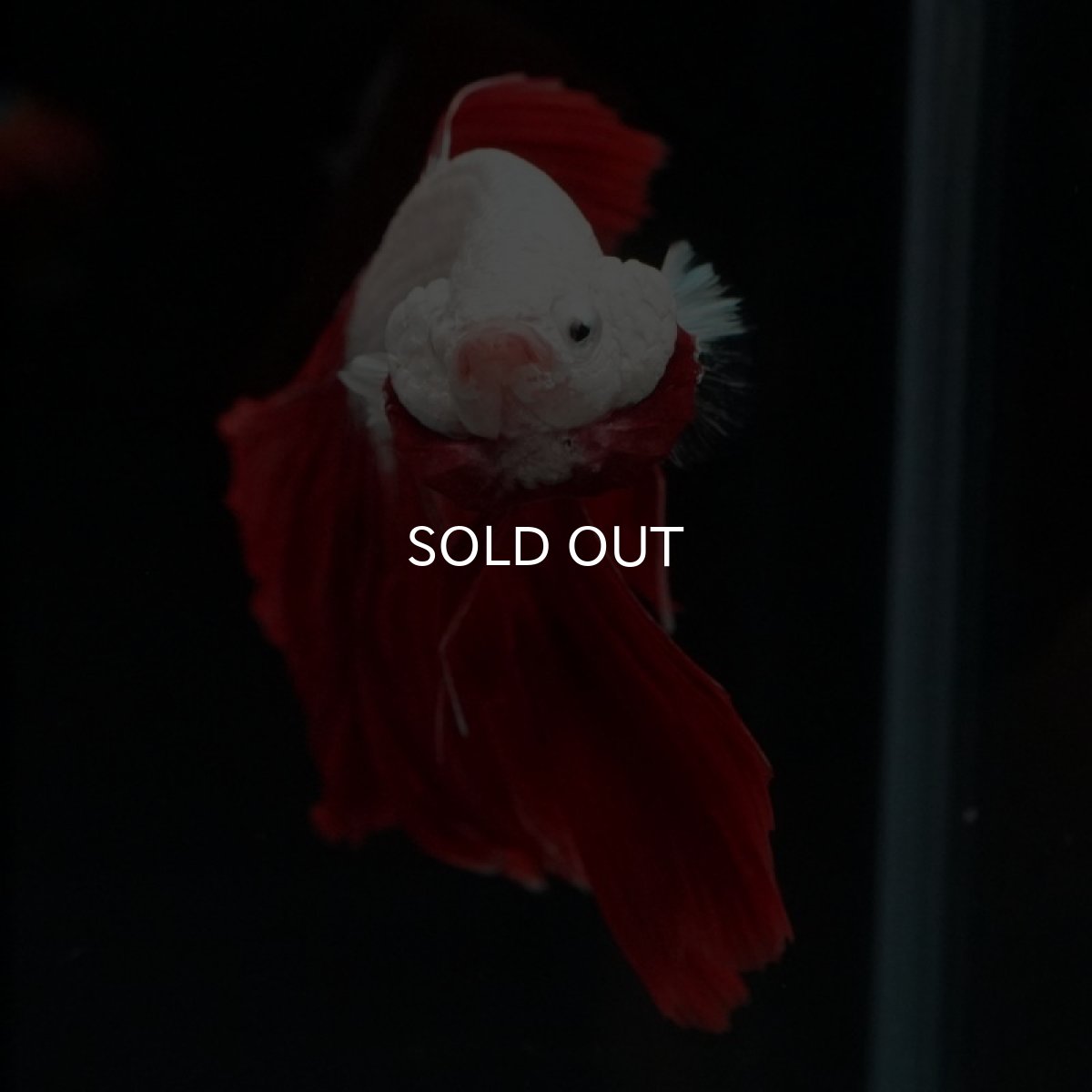 画像5: HM　プラチナレッドドラゴン　ローズテール (5)