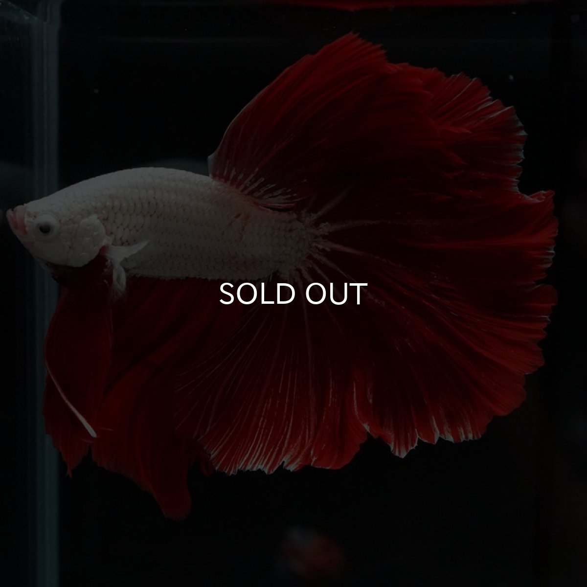 画像4: HM　プラチナレッドドラゴン　ローズテール (4)