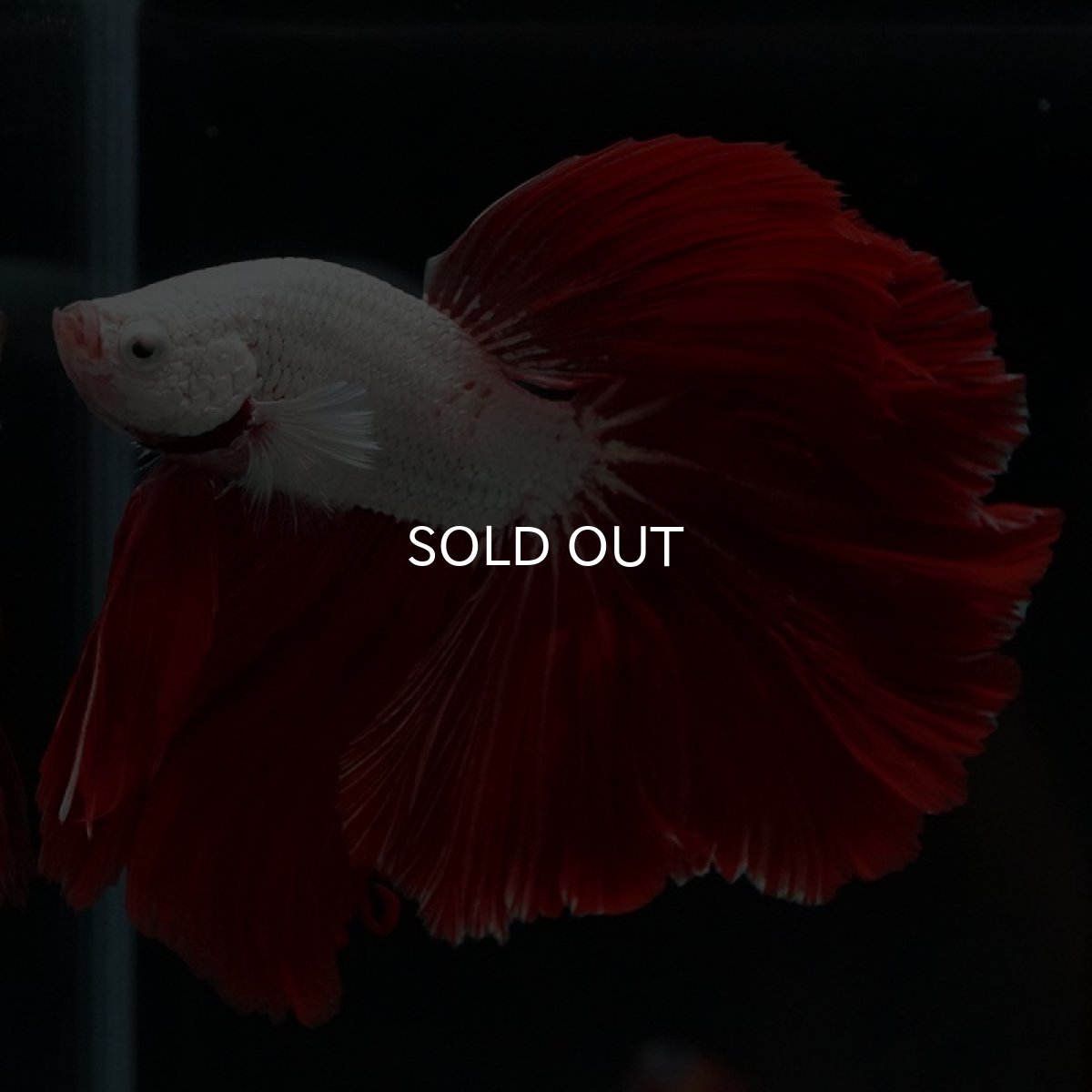 画像3: HM　プラチナレッドドラゴン　ローズテール (3)