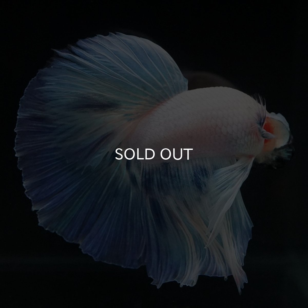 画像8: HM　ホワイトファンシー (8)