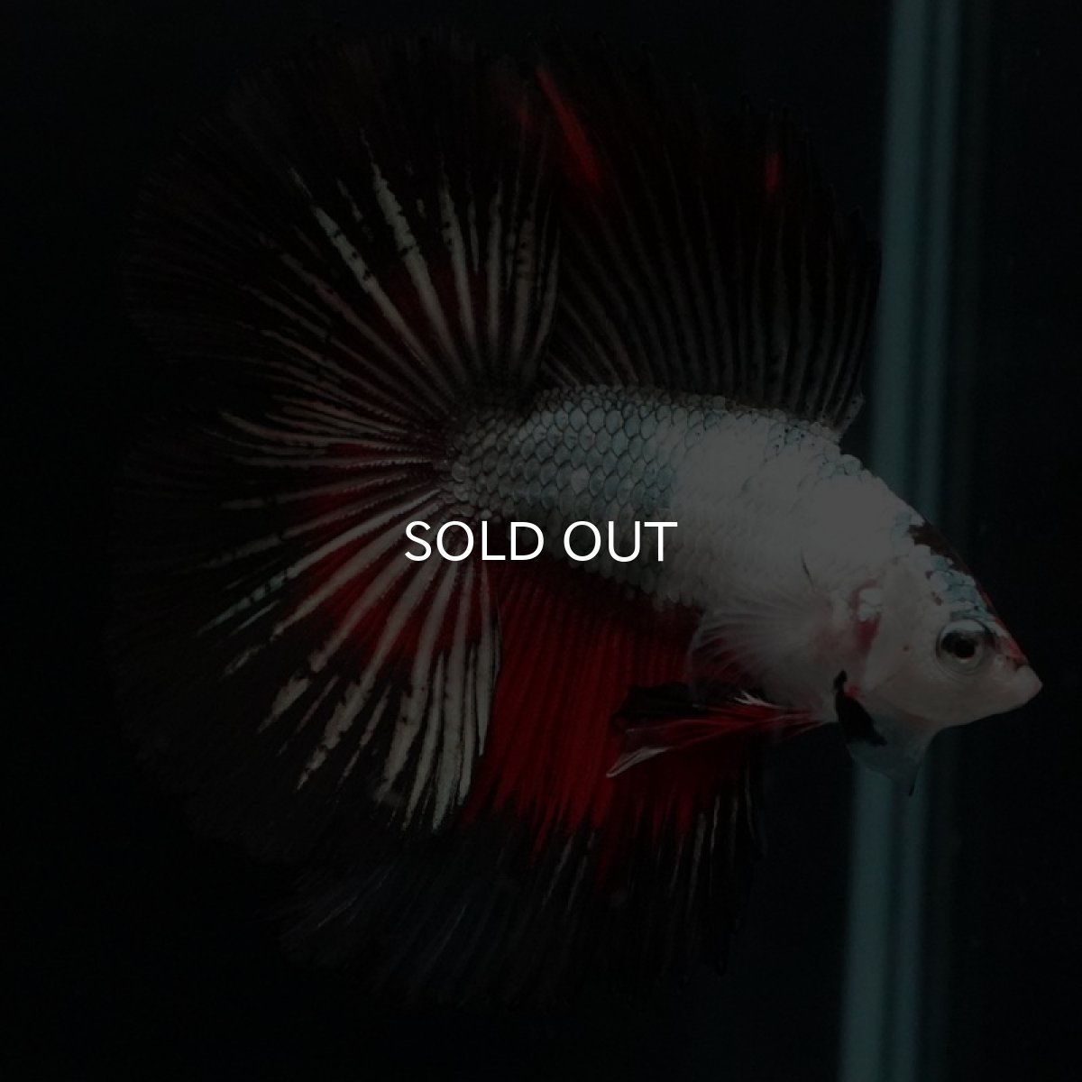 画像16: DTHM ホワイトカッパーマーブル (16)