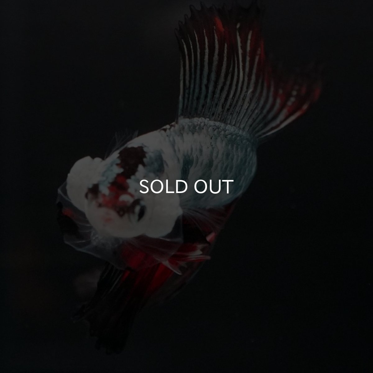 画像15: DTHM ホワイトカッパーマーブル (15)