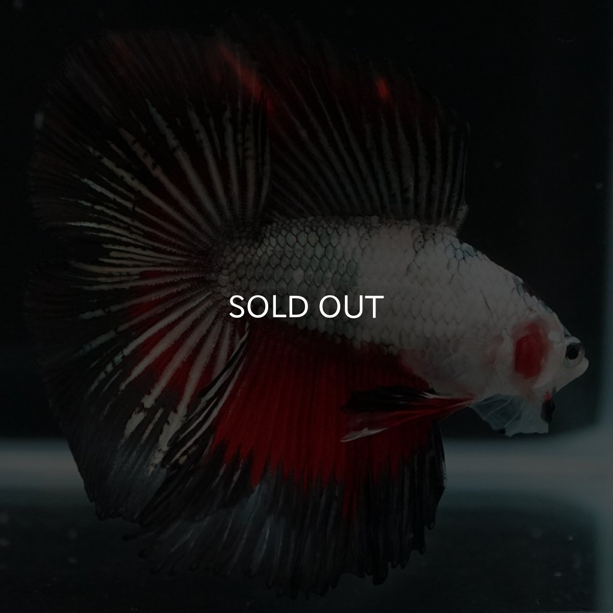 画像14: DTHM ホワイトカッパーマーブル (14)