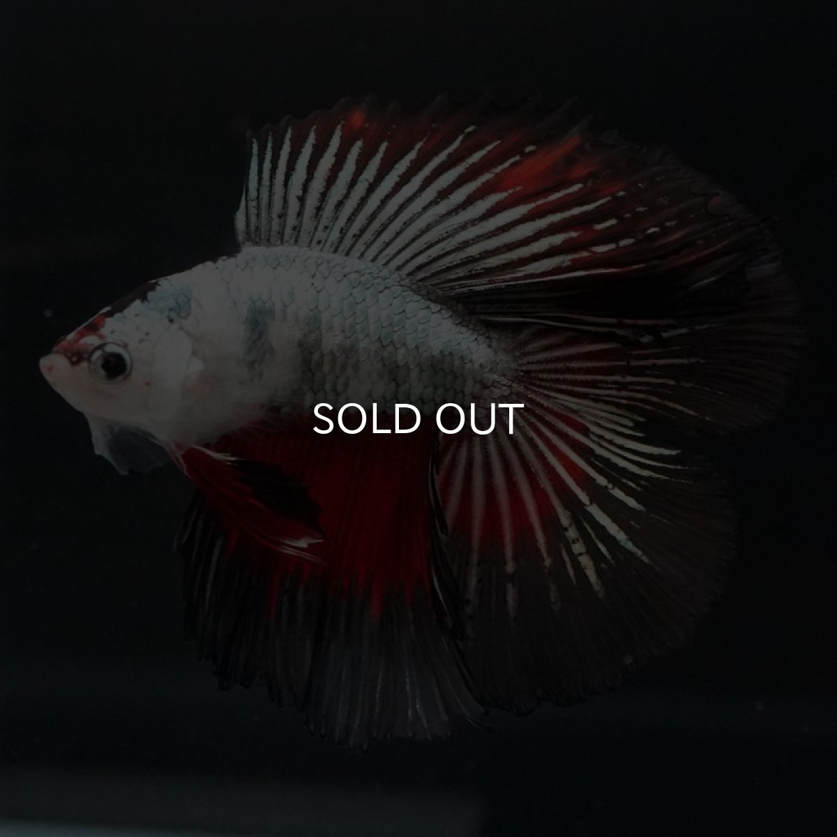 画像3: DTHM ホワイトカッパーマーブル (3)