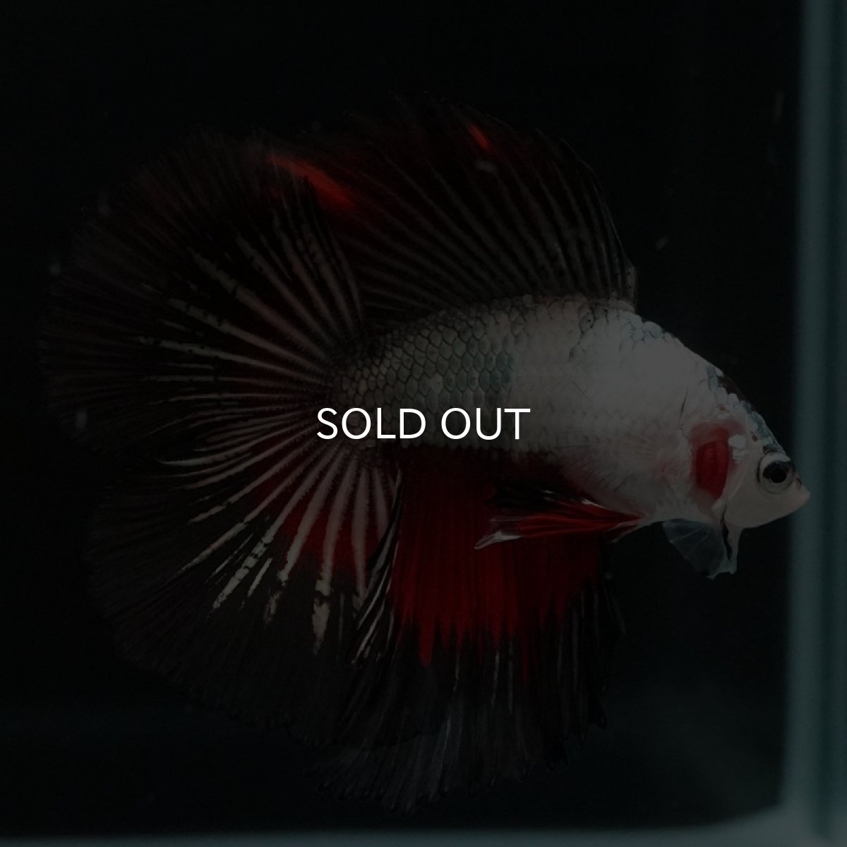 画像13: DTHM ホワイトカッパーマーブル (13)