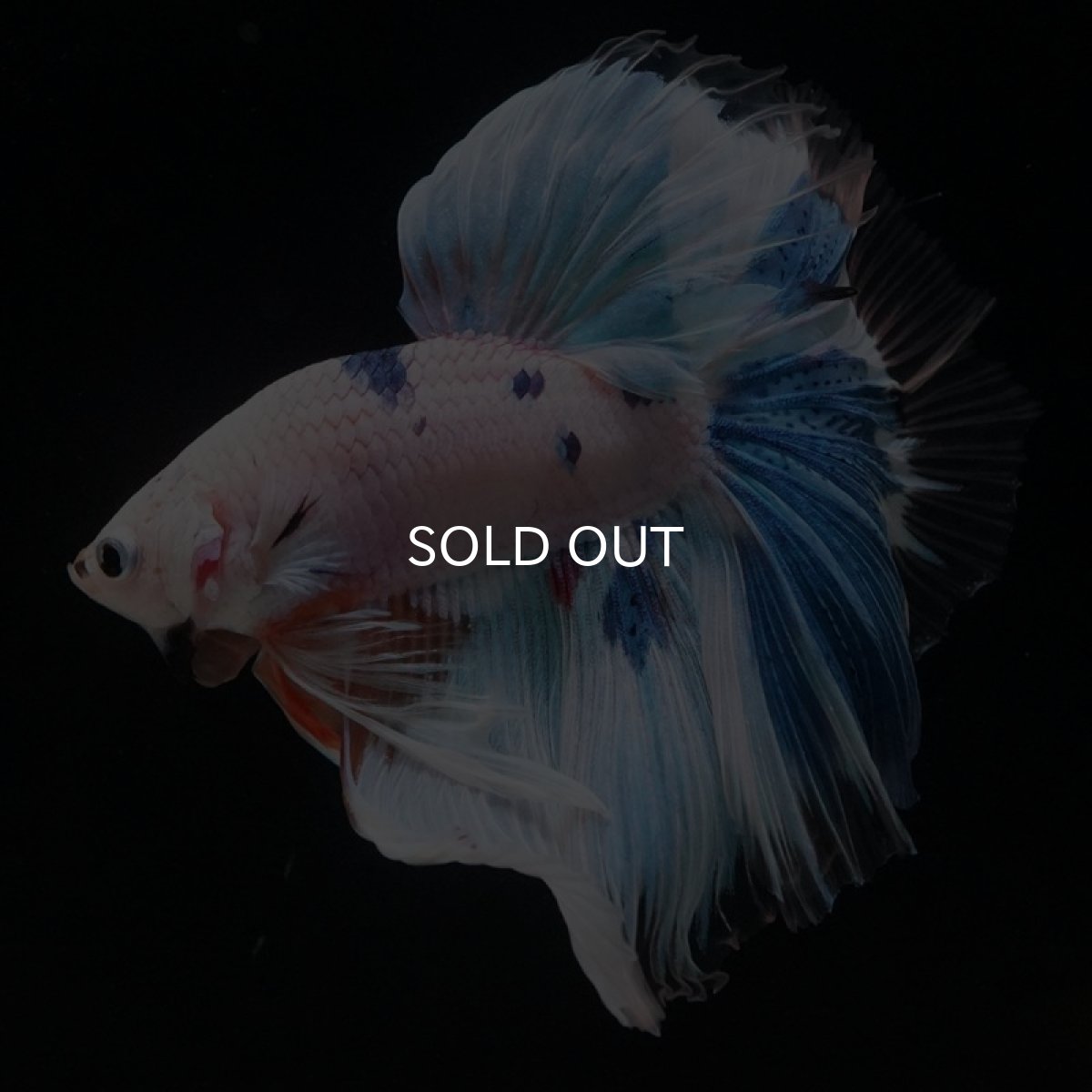 画像7: HM　ホワイトファンシー (7)