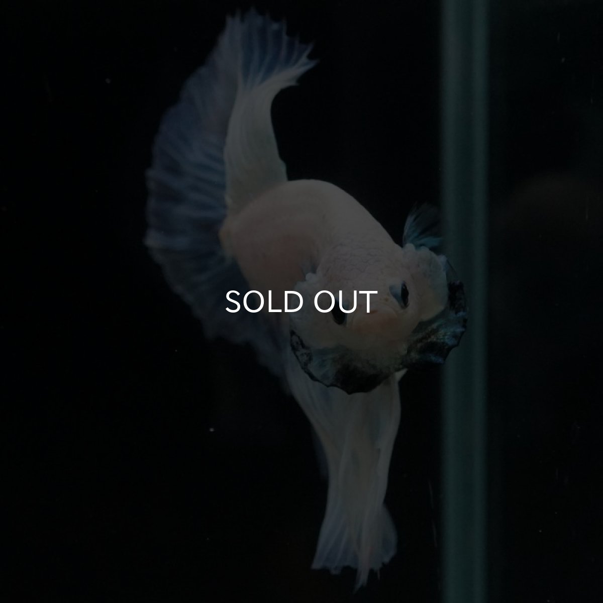 画像6: HM　ホワイトファンシー (6)