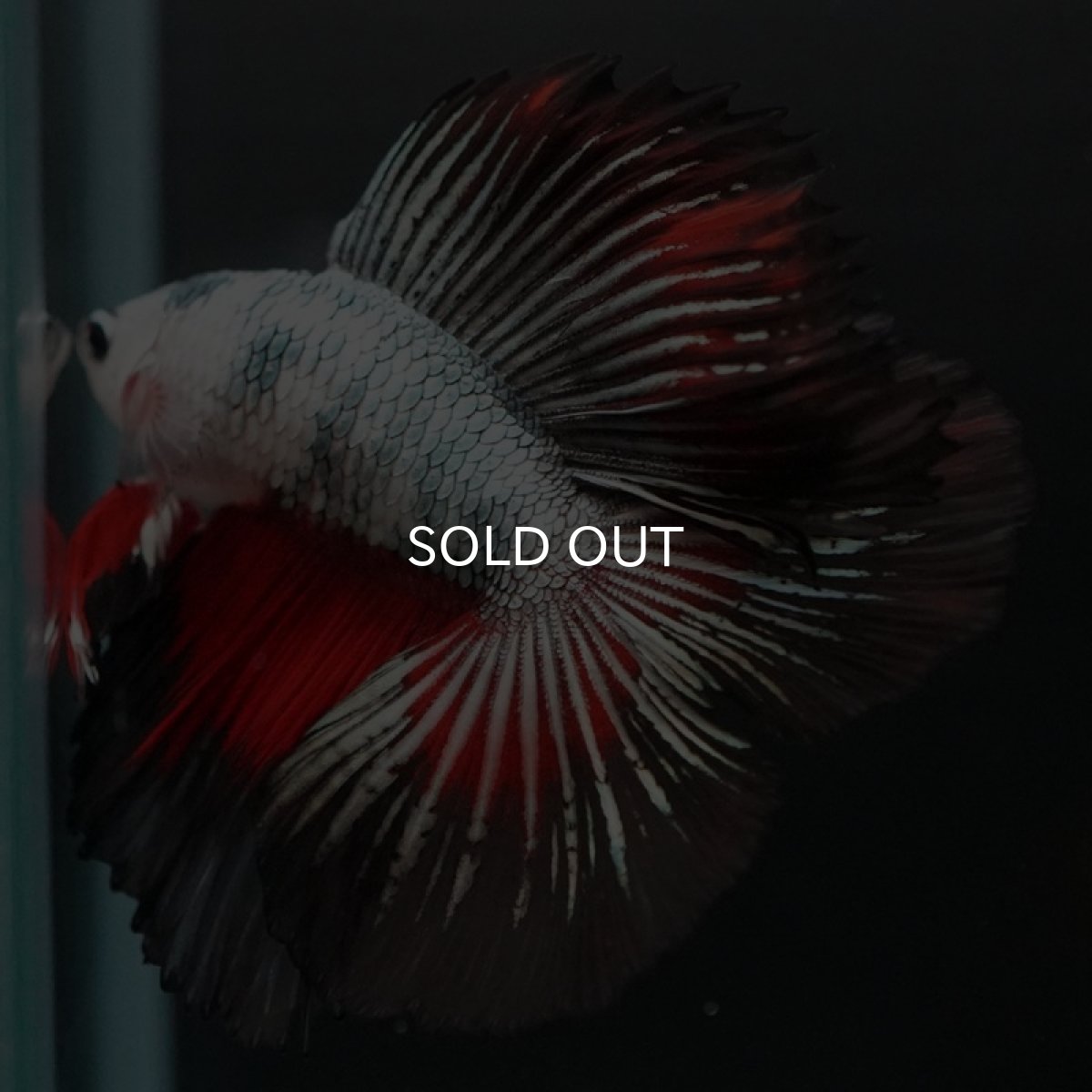 画像12: DTHM ホワイトカッパーマーブル (12)