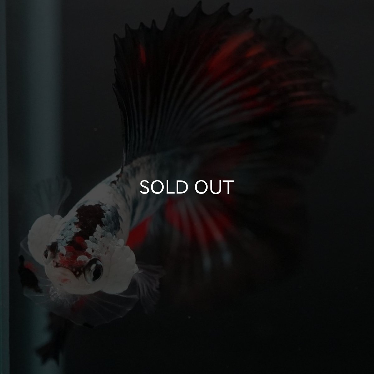 画像11: DTHM ホワイトカッパーマーブル (11)