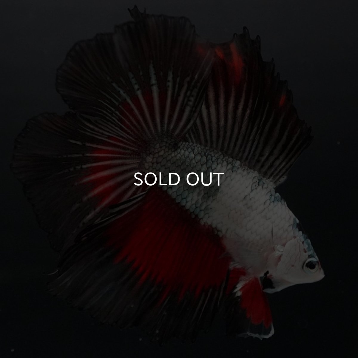 画像10: DTHM ホワイトカッパーマーブル (10)