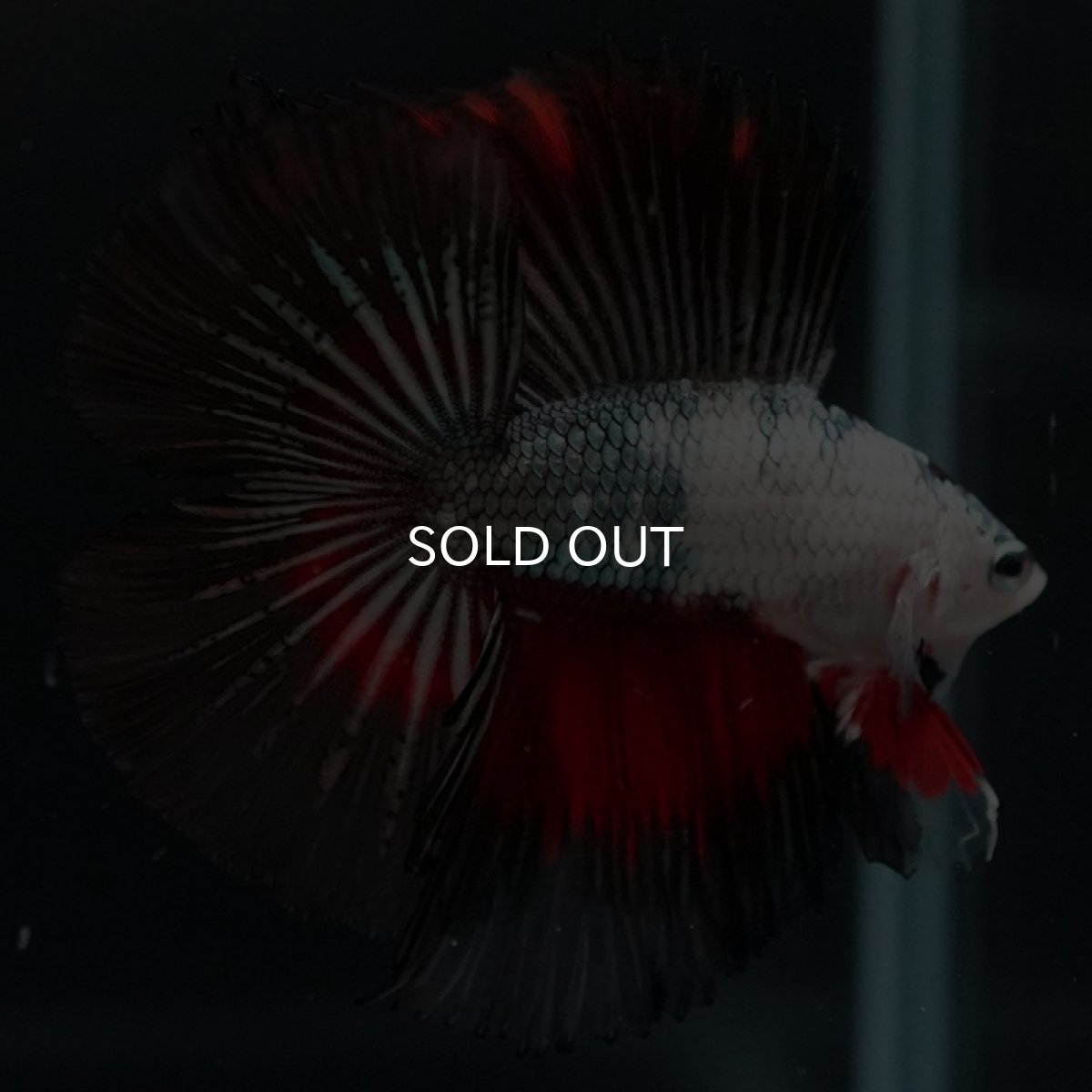 画像9: DTHM ホワイトカッパーマーブル (9)