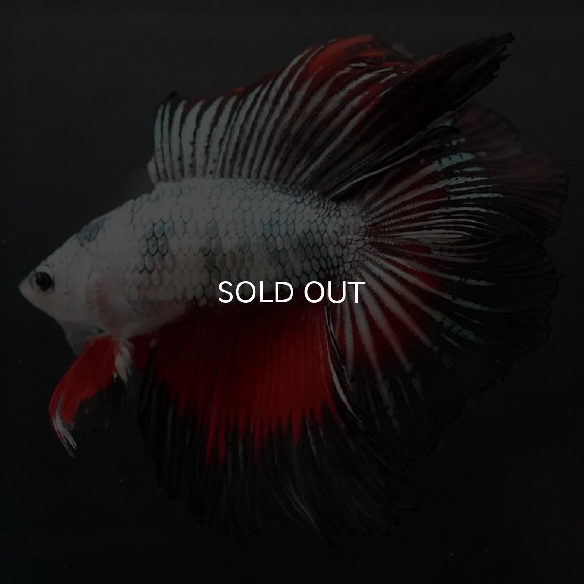 画像8: DTHM ホワイトカッパーマーブル (8)