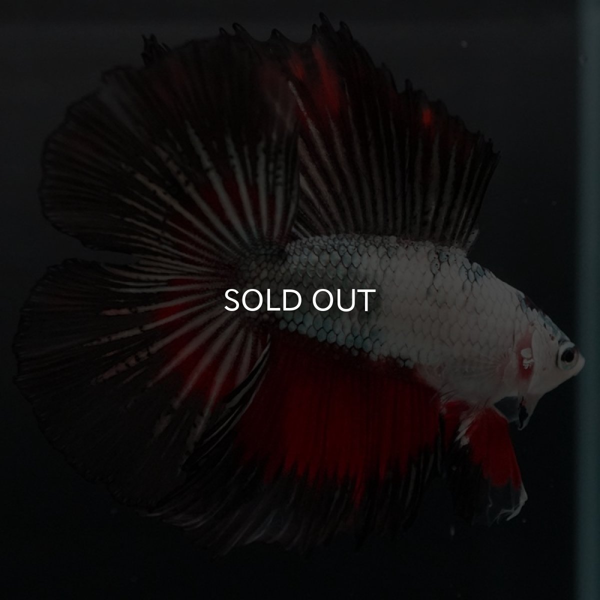 画像2: DTHM ホワイトカッパーマーブル (2)