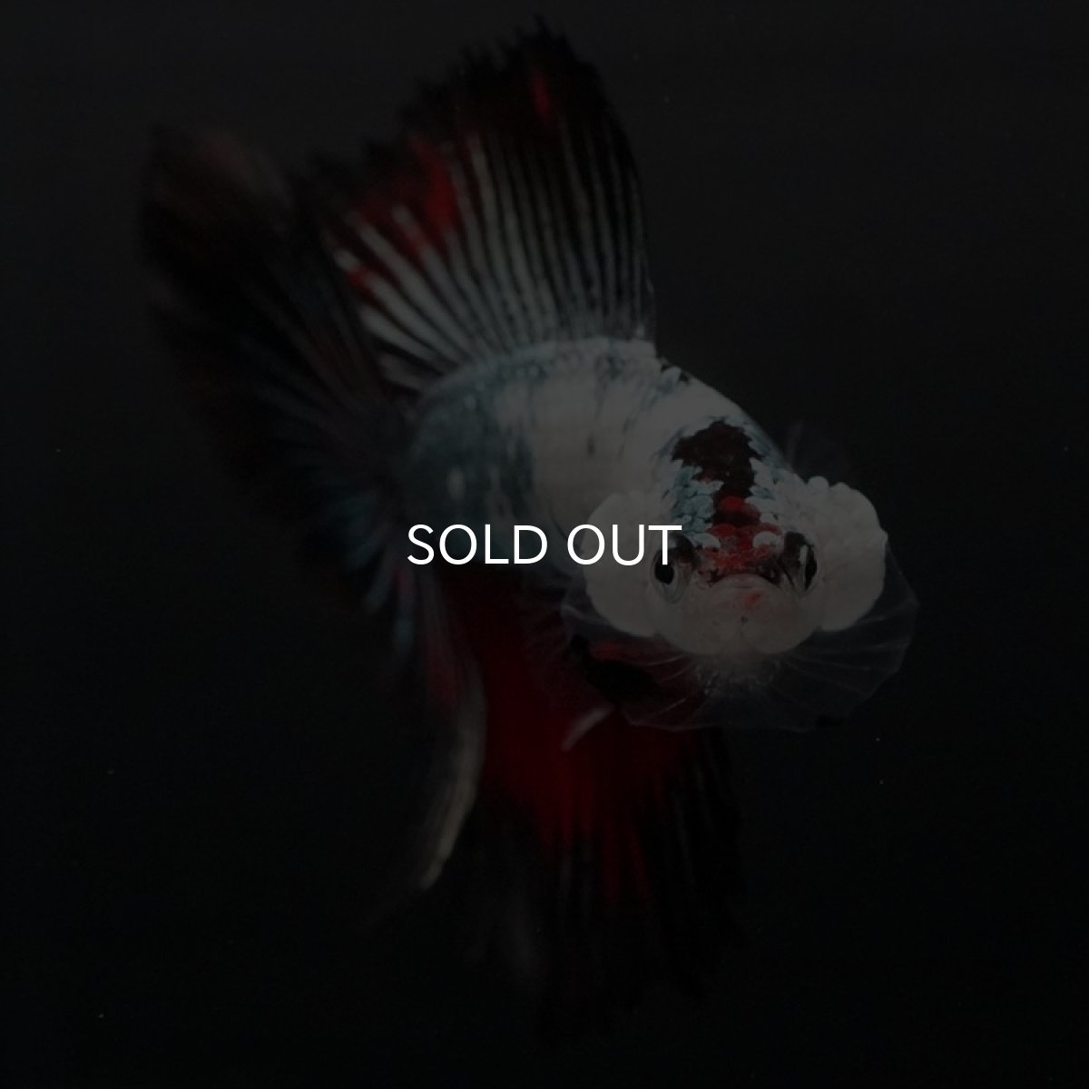 画像7: DTHM ホワイトカッパーマーブル (7)