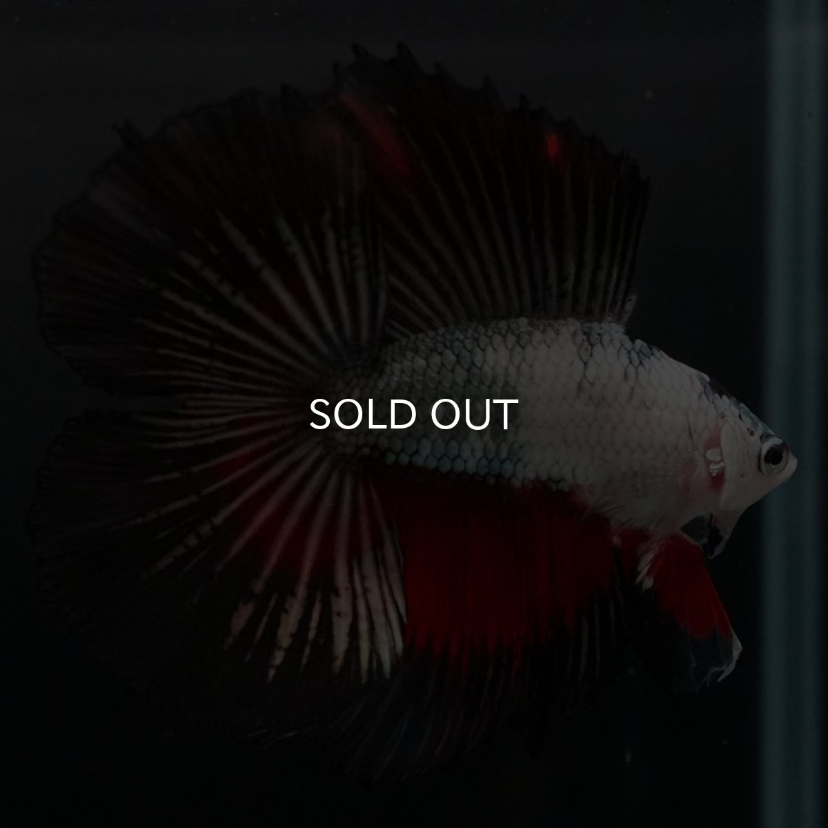 画像6: DTHM ホワイトカッパーマーブル (6)