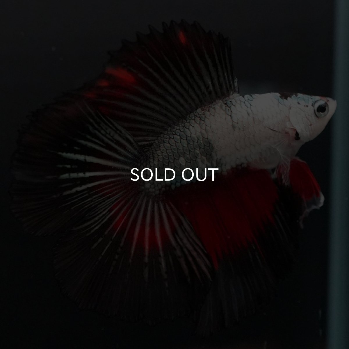 画像4: DTHM ホワイトカッパーマーブル (4)