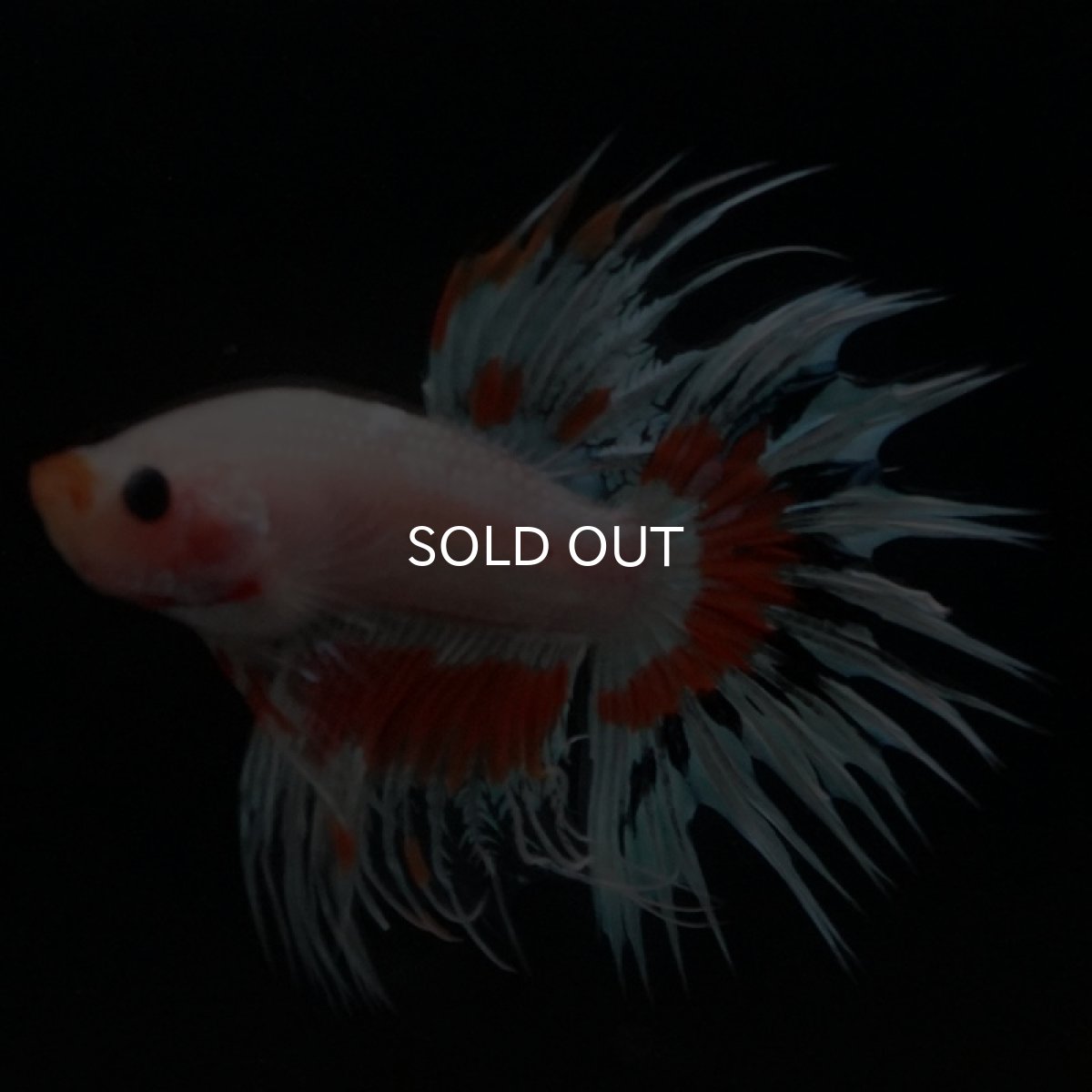 画像4: CT クリアファンシー (4)